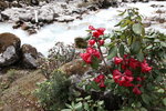 河邊杜鵑花
SK_01652