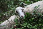 途中又見到羊群
SK_01895