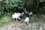 Sachen (2200) 往 Yuksam (1750m)途中遇到羊, 有羊在飲河水
SK_01899