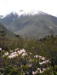 Chopta Valley 中的少量杜鵑花, 也能己過花季
SK_02270