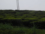 往 Darjeeling酒店 途中經茶園
SK_02705