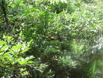 蜂巢在右邊樹中
IMG_6748