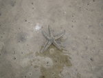 泥灘中勁多海星
IMG_7797