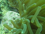 水中珊瑚
IMG_0529