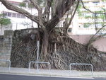 克頓道落接旭龢道前行見路旁一樹根繞滿石牆的大樹
IMG_1275