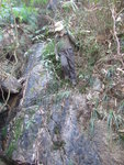 下降走私坳坑, 條坑都係又企又窄
IMG_4704