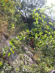 中途往右橫移, 見蘇哥在一石罅中上攀
IMG_5093