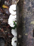 好大的白菇菇
IMG_7746