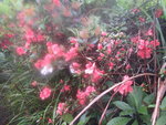 路旁間有紅杜鵑花, 又叫映山紅
IMG_7854