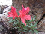 石堆中生長的杜鵑紅, 咁細棵都有花, 利會
IMG_9028