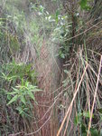 象山西菱脊路落山, 尾段路蓋滿禾草, 好跣哩
IMG_1905