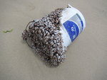 大浪東灣沙灘中一長滿狗爪螺的膠桶
IMG_2300