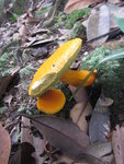 路旁橙菇菇
IMG_4537