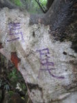 途中一樹竟寫上"馬尾"
IMG_5209