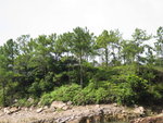 相中間樹木有紅布條處便是落水塘邊的山路所在
IMG_5514