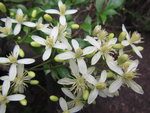 坑中小白花
IMG_6234