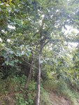 林柿樹
DSCN0109
