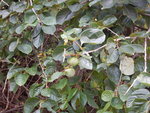 有未熟的林柿
DSCN0109a