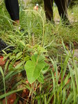 下午茶地旁植物, 有隊友教是"老虎鬚" DSCN0416