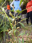 山芝麻
DSCN0418