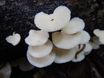 毛茸茸的白菇
DSCN1268