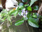 澗邊小花, 好似係藍花黃芩
DSCN1750