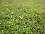 一片小黃菊, 是蟛蜞菊嗎?
DSCN8185