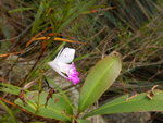DSCN8196