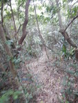 接山路位左望山路, 相信可落往馬塘坳的引水道
DSCN9817