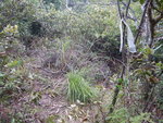噫, 轉右唔使再上山
DSCN0110