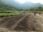二澳復耕, 有機農場在初期計劃種植水稻, 待土質改善後會開始多元化起來，如瓜和菜等. 將來可能把田地出租
DSCN0326