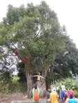 蕉徑彭屋村中巨樟搭老榕變身的樹中樹
DSCN0506