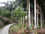 經彭屋村尾的棕櫚林
DSCN0508