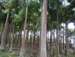 棕櫚林
DSCN0510