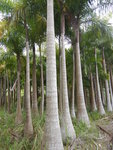 棕櫚林
DSCN0512