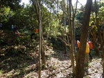 穿林上山
DSCN0609