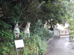 原來又有分岔路, 路口有兩只白木(?)馬
DSCN4416