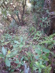 滿地葉頗跣
DSCN4744