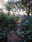 吊燈籠北脊路落山
DSCN4804