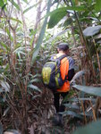 金馬倫山北脊路落山, 穿竹林
DSCN4970