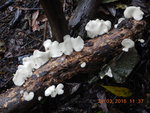 路邊白色菇菌
DSCN7152