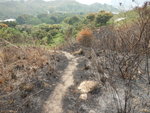 山路兩旁燒過, 無法啦路經墳地
DSCN7865