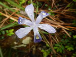小花鳶尾
DSCN9366a