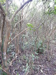 孖標? 照跟
DSCN9305