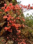 澗旁一盛開的映山紅杜鵑花
DSCN9417