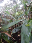 DSCN1459