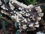 路邊一長滿菇菌的枯木
DSCN3352