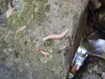 中途見一石面有條肥蟲蟲, 又粉紅又綠色, 唔知係乜蟲
DSCN3400