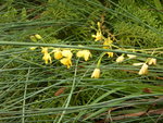 澗邊黃色小花, 是苞舌蘭嗎?
DSCN5631