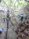 下降樹根壁
DSCN7943
